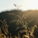 Siergras variëteiten: soorten en verzorgingstips